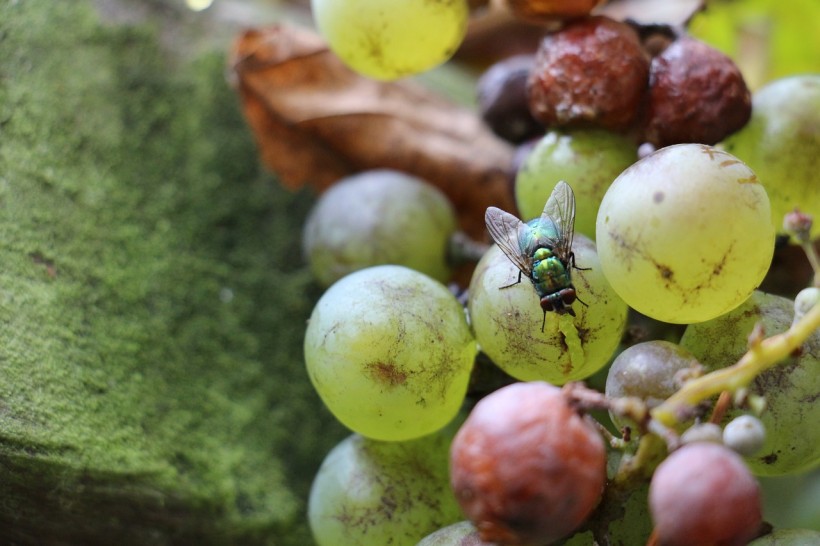 Is it Safe to Drink Wine After a Fruit Fly Lands in It? The Surprising Science Behind Insect Contamination