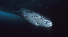 Mysterious Greenland Shark Found in Tropical Caribbean Waters; Why Is It There?