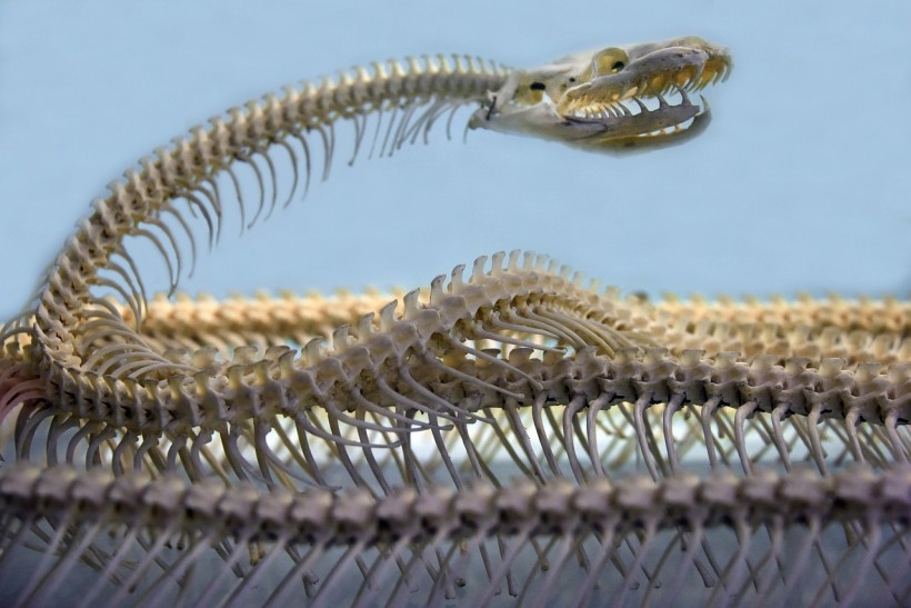 How Do Snakes Move? Unraveling the Mysteries of Serpentine Locomotion