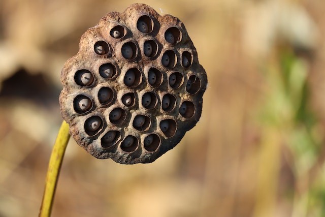 Lotus Seed Pod: What Is It? Uses & Benefits