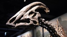 Meet the Parasaurolophus: A Remarkable Dinosaur with a Head Crest For Sound Generation and Amplification