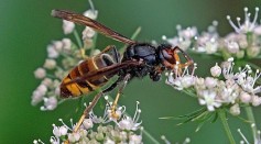UK Bee Population Faces Catastrophic Danger as Asian Hornets Spread in Mainland Europe
