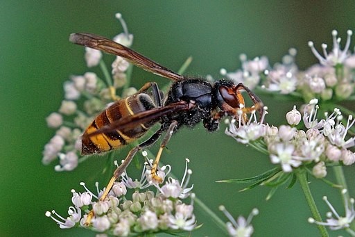 UK Bee Population Faces Catastrophic Danger as Asian Hornets Spread in Mainland Europe
