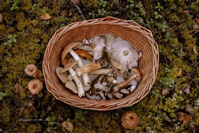 How Many Sexes Do Mushrooms Have? Fungus Can Have Up To 36,000 Mating Types