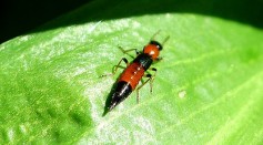 Rove Beetle Evolution: New Species Found in Australia Mimics Termites To Trick Latter Into Feeding Them