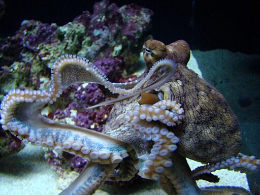 How Do Octopus Mate? Exploring the Cephalopod’s Cannibalistic Intercourse Involving a Specialized Organ