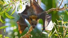 Virus Derived From Bats Are More Deadly To Humans Due To Their Ability To Fly, Inflammation Tolerance [Study]