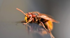 What Do Wasps Do for the Environment? Unveiling the Unsung Heroes Essential to Nature