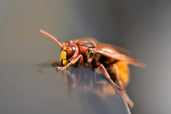symbolic meaning of wasps