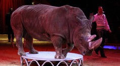 Live Animals in Germany's Circus Roncalli Replaced With Holograms Due to Welfare Concerns