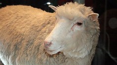 Creator of Dolly the Sheep Ian Wilmut Dies at 79, Leaves Behind Legacy in Regenerative Medicine