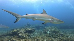French Pacific Archipelago Divided Over the Issue of Hunting Sharks; Environmentalists Criticize the Government’s Fishing Campaign 