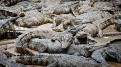 75 Crocodiles Escape From Breeding Farm in China Amid Flooding Due to Typhoon Haikui
