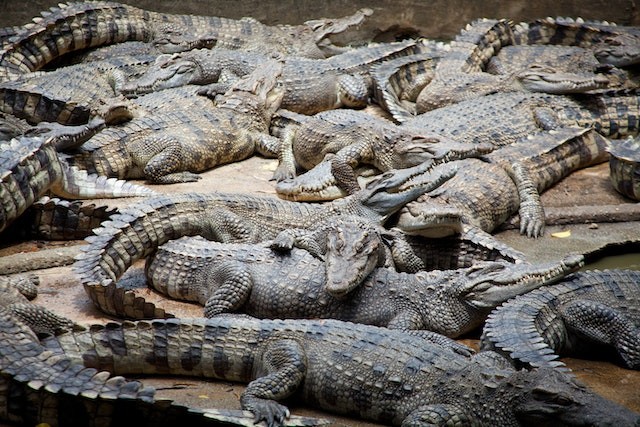 75 Crocodiles Escape From Breeding Farm in China Amid Flooding Due to Typhoon Haikui