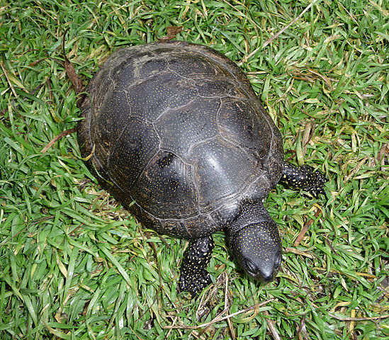 European Pond Turtle Remains Found in Poland's Ancient Grave Offers New Knowledge About Wielbark Culture