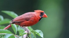 Birds' Vocal Learning Abilities Tied to Their Intelligence, Problem-Solving Skills, and Brain Size