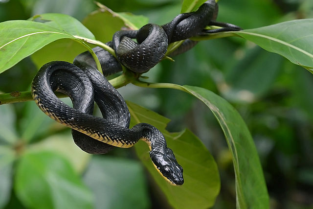 snake eating snake symbol