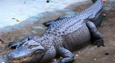 12-Foot Alligator Terrifies Swimming Children in Texas' Raven Lake; How Often Does Gator Attack Happen?