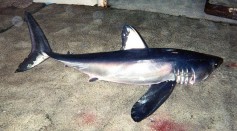 Stranded Shark in Florida Beach Rescued; Is Longfin Mako Aggressive?