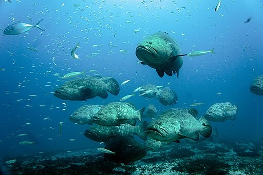  Atlantic Goliath Grouper Faces Risks of Population Decline Due to Overfishing 