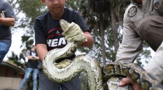 Hunters Gather In Florida Everglades To Capture Pythons In 