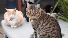 Cats in Cyprus Receive COVID-19 Drugs After Feline Coronavirus Outbreak Leaves Thousands Dead