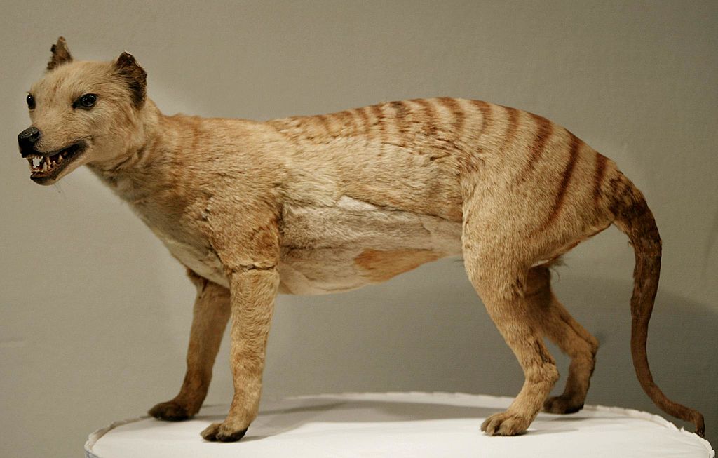 Scientists recover RNA from extinct Tasmanian tiger that hunted