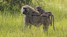 Baboons, Lemurs, Pigs’ Feces Contain Viruses That Can Kill Bacteria Within Diabetic Foot Ulcers [Study]