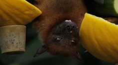 Bats Could Be Key To Curing Cancer; Mammal Has Anticancer Genes, Proteins Link to DNA Repair