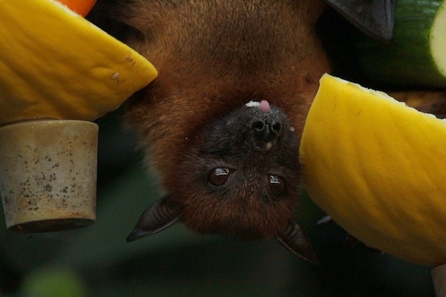 Bats Could Be Key To Curing Cancer; Mammal Has Anticancer Genes, Proteins Link to DNA Repair