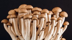 Fungi Language Similar to Humans: Communication in Fungal World Resemble Our Vocabulary