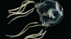 Jellyfish Can Learn Even Without Brain, Implying Adaptation in Creatures with Few Neurons and Environmental Awareness