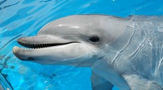 Dolphin Scandal: Journalist Empathizes With Animal Rights Activist Accused of Sexually Assaulting Bottlenose Freddie