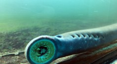 Peculiar World of Pacific Lampreys: Cartilage Skeletons, Sucker Mouths, and Ancient Origins