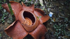Rafflesia Species Face Severe Risk of Extinction; Experts Issue Urgent Call to Save the World’s Largest Flower