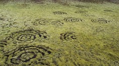 Hundreds of Puzzling Ring-Like Patterns Spotted From Space; Mysterious Fairy Circles Explained