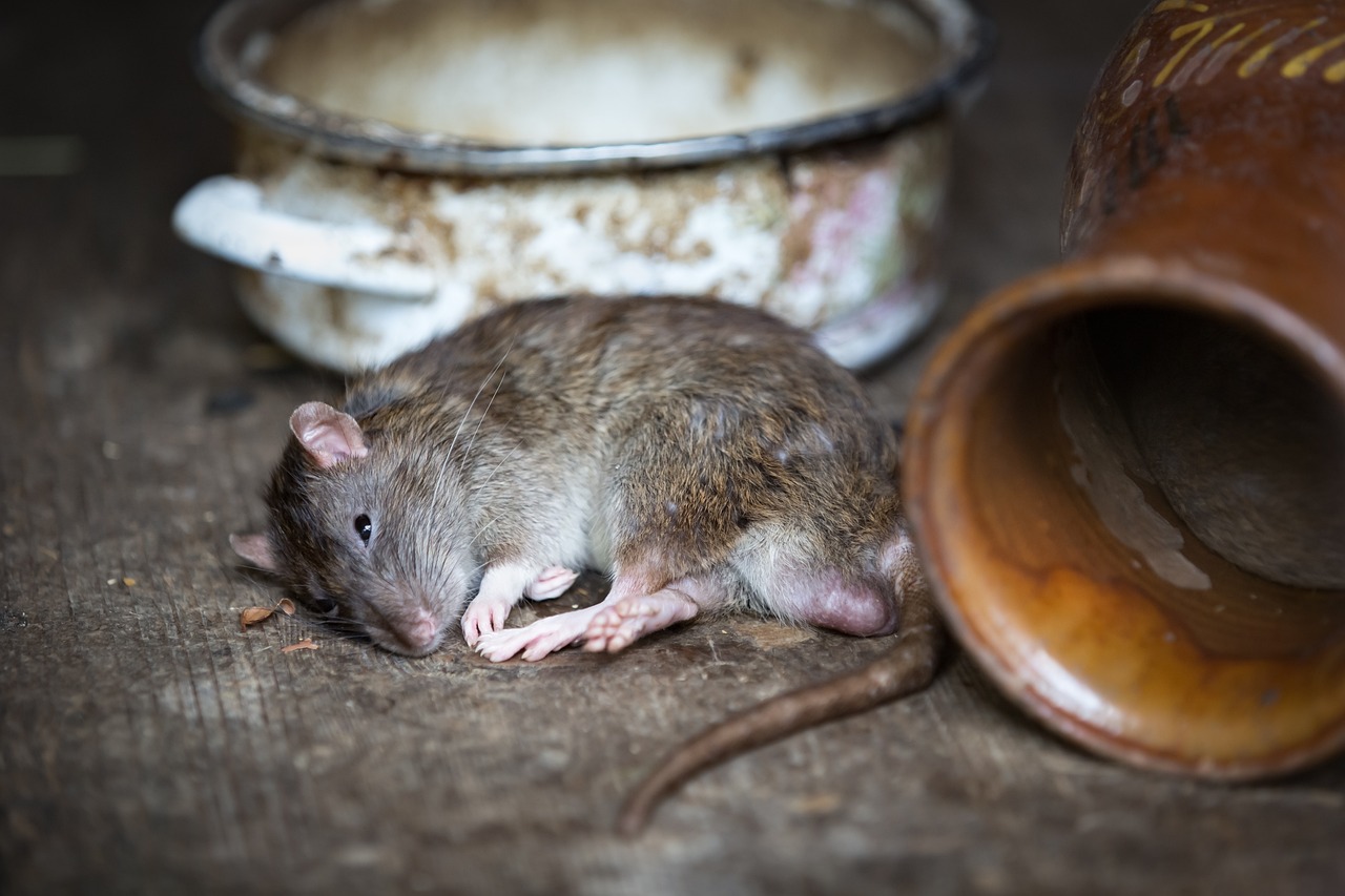 Giun phổi ký sinh ở chuột được tìm thấy trong quần thể loài gặm nhấm mới ở Georgia;  Ký sinh trùng có khả năng lây lan sang người, tấn công não