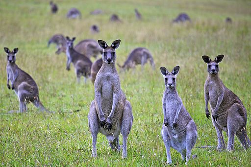Kanguru cái thành lập ‘Câu lạc bộ mẹ’ với các bà mẹ khác để xua đuổi những kẻ săn mồi, mang đến cái nhìn thoáng qua về đời sống xã hội thú có túi phong phú của chúng