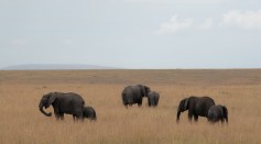 Group of elephants on brown grass field