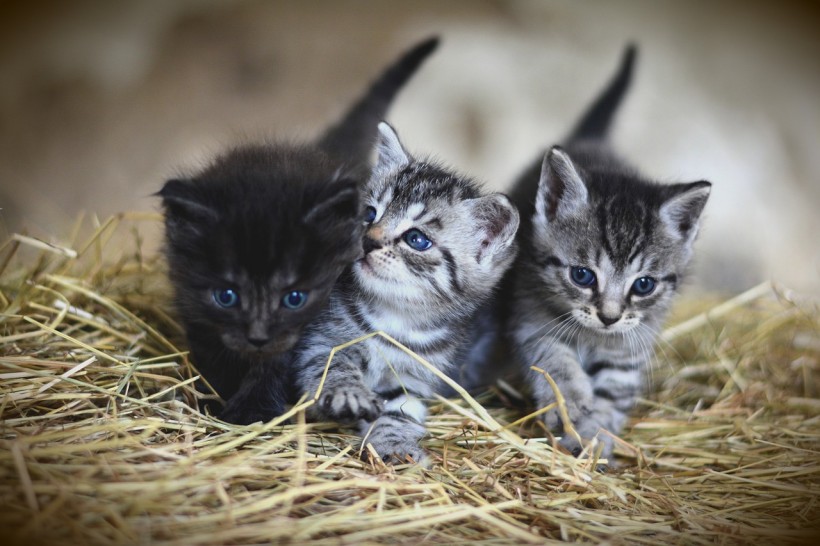 Can Cats Get Pregnant by Different Males at the Same Time? Researchers Investigate Feline Reproduction