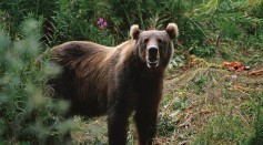Bears Are Among Most Flexible, Clever Species; Some Use Tools To Get Food