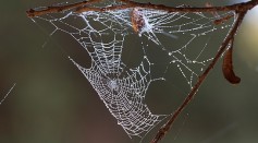 Spiders Falling From Skies in California; Biologist Explains Bizarre Phenomenon