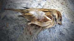 Hundreds of Songbirds Found Dead at Chicago's Lakeside Exhibition Center After Smashing on Its Glass Windows; What Caused This Horrifying Carnage Every Year?