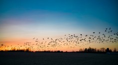 Severe Space Weather Disrupts Birds’ Navigational Skills, Leads Them Off Course During Migrations