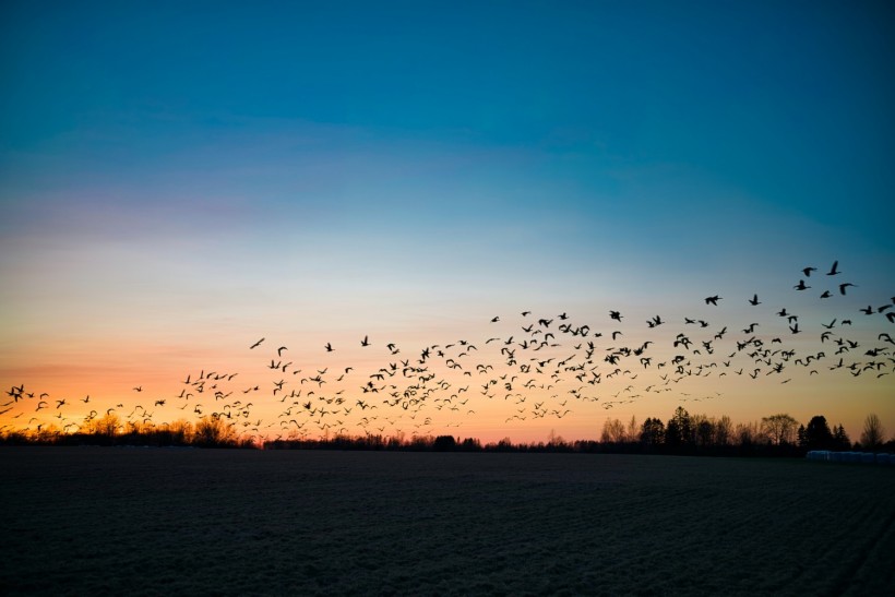 Severe Space Weather Disrupts Birds’ Navigational Skills, Leads Them Off Course During Migrations