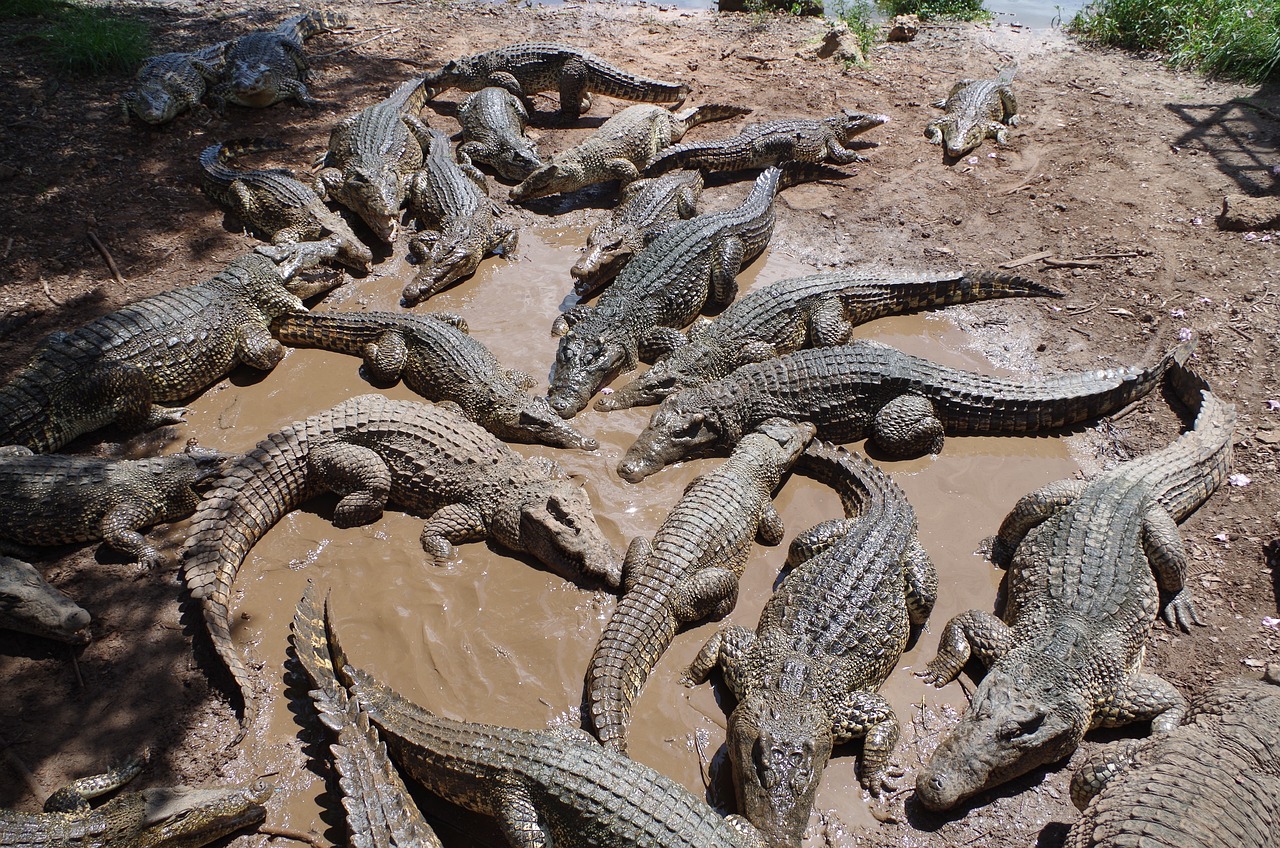 https://1721181113.rsc.cdn77.org/data/images/full/49453/crocodiles-mistake-low-flying-helicopter-for-thunderstorm-triggering-mating-frenzy-at-australian-farm.jpg