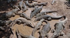 Crocodiles Mistake Low-Flying Helicopter for Thunderstorm, Triggering Mating Frenzy at Australian Farm