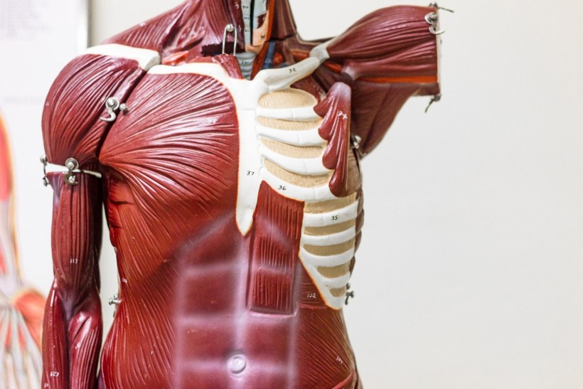 Largest Muscle in the Human Body: What Is It and How Is It Measured?