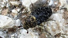 Rare Skin Eating Beetle Recorded in Wales For the First Time; Discovery Baffles Scientists