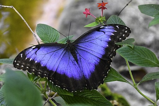 Morpho Butterfly Inspires Technology For Nanostructured Light Diffuser, Helps Improve Performance of Lighting Displays